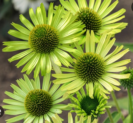 Echinacea Mellow  Limes - ехинацея пастел зелена (1634)